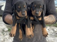 Doberman Yavruları