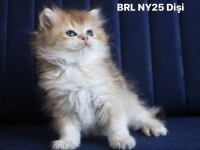 British longhair Ny25 /Ny11 Dişi Yavrular