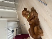 Golden retriever erkek eğitimli