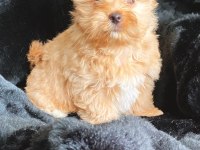 Show kaite Exotic yorkshire terrier yavrularımız