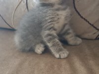 Sağlıklı Kuru Mama Ve Tuvalet Eğitimi Tamam Kedimiz