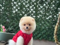 Pamuk Şekeri Pomeranian Boo