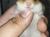 UZUN TÜY TEDDY BEAR HAMSTER YAVRULAR