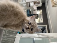 Erkek british shorthair