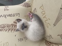 2 aylık blue point kedimiz yuvalanmaya hazır