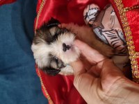 2 aylık dişi erkek morkie