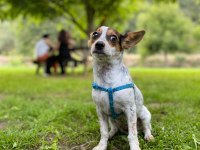 Beyaz pinscher