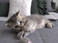 Whiskas british shorthair bebeğim
