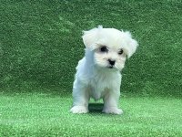 MÜKEMMEL MALTESE YAVRU