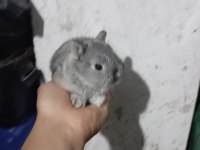 Cüce tavşan yavruları