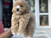 Ruhsatlı çiftlikden ziyarete açık kore maltipoo lar