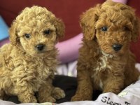 Mükemmel Kaliteli Oyuncak gibi poodle yavrularımız