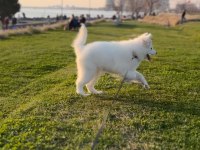 SAFKAN SAMOYED