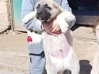 IRK GARANTİLİ SAFKAN KANGAL YAVRULAR