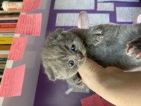 Scottish fold cins kedimizi sahiplendirme