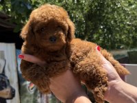KİLOGRAM GARANTİLİ MİCRO TOY POODLE