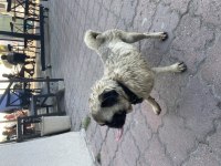 2 Yaşında Pug