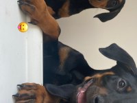 Satılık Safkan Doberman Yavruları