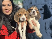 Elizabet Beagle Yavrularım