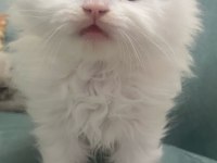 British longhair kedisi