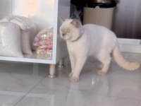 British shorthair kedisi