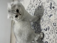 Anne babam çok kaliteli kediler