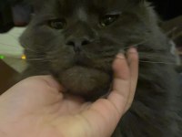 Acil erkek maine coon kedimizi sahiplendirmek istiyoruz