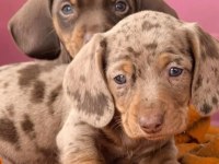 Çikolata ve çikolata Merle dachshund yavrular