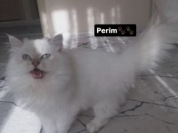 British Longhair Dişi