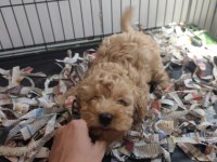F1 maltipoo poodle kalitesinde