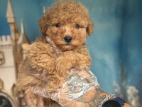Apricot Maltipoo Yavruları Özel Renk Ve Sevimli Görünüm