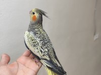Lutino sultan papağanı ele kola alışık