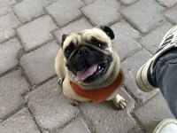 Yetişkin dişi pug 5.5 yaşında