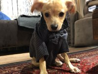 Safkan Orjinal Pinscher