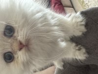 Oyuncu british longhair oburum