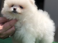 2.5 aylık 2 dişi ve 1 erkek üst kalite pomeranian boo