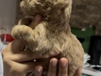 Toy poodle yavrularımız