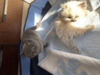 Bir aylık 3 güzel british longhair yavrumuz