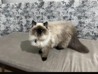 British Longhair Dişi