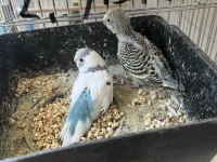 Yavrulu muhabbet kuşu takımları