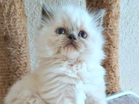 Çok Çirkin British Longhair Yavru