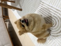 Tatlı Mı Tatlı Pomeranian
