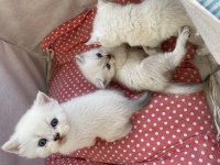 DÜNYA GÜZELLERİ YENİ EVLERİNİ BEKLİYOR