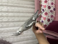 YAVRU ISLIK ÇALAN ERKEK SULTAN PAPAĞANI