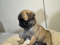A Kalite Irk Garantili Pug Mops Yavru