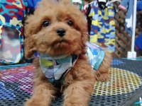 Poodle köpeğimizi için ulaşın