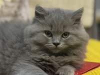 KEDİMİZ HEVESLİK DEĞİL ÖMÜRLÜK YUVASINI ARIYOR (ÜCRETSİZ)