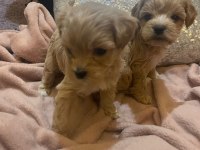 Baby Face Maltipoo Korekan Yavrular