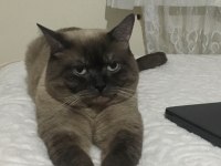 Kedimize güvenilir yuva arıyoruz