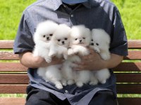 Teddy Bear Pomeranian En Mini Yavrular